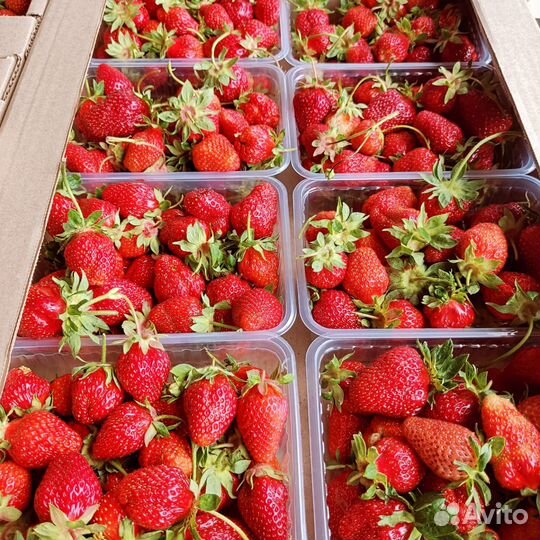 Клубника самосбор Калининград