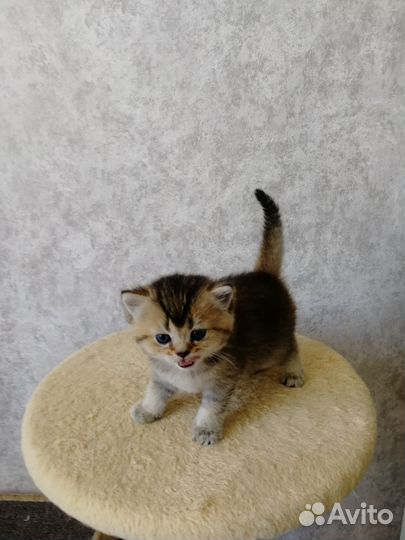 Британские котята