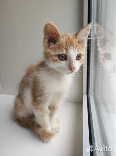 Рыжий котенок в добрые руки