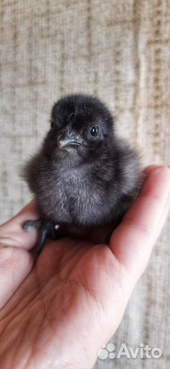 Курица ухейилюй с цыплятами