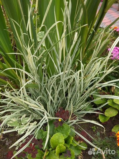 Цветы многолетние