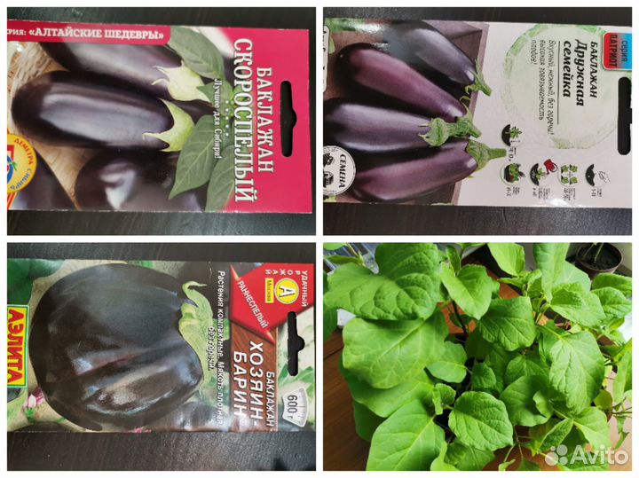 Продам рассаду баклажан