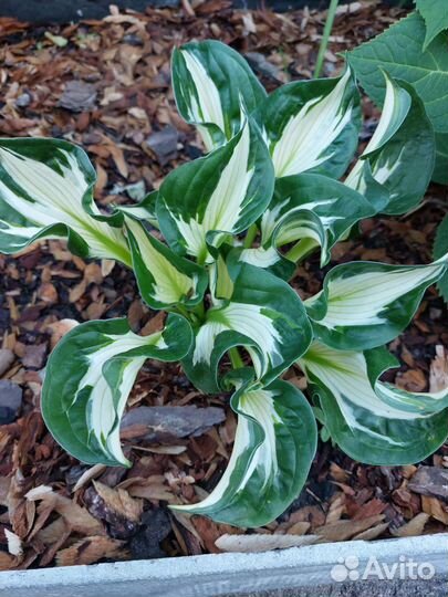 Хоста растение