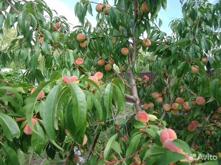 Саженцы персика