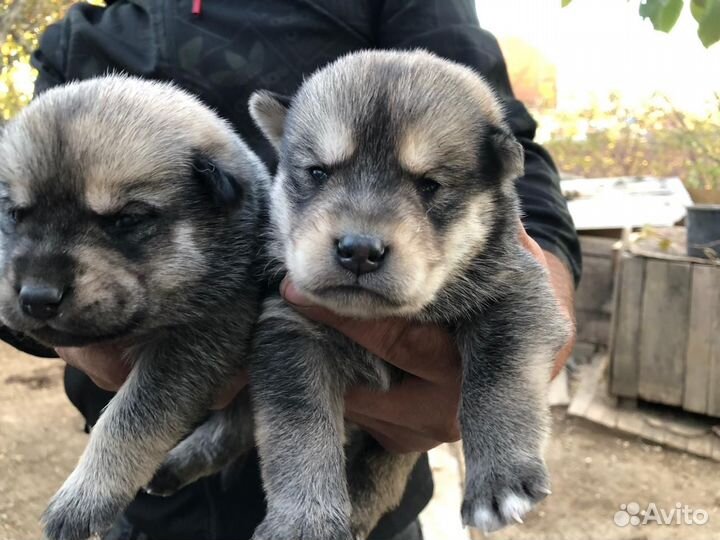 Отдам щенка в добрые руки