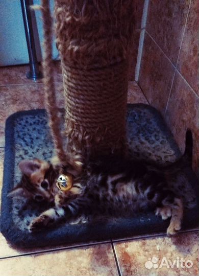 Бенгальские котята