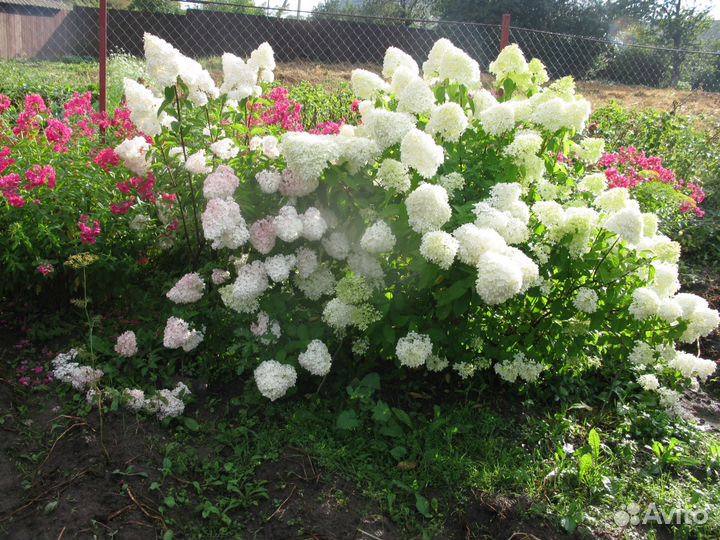 Метельчатые гортензии