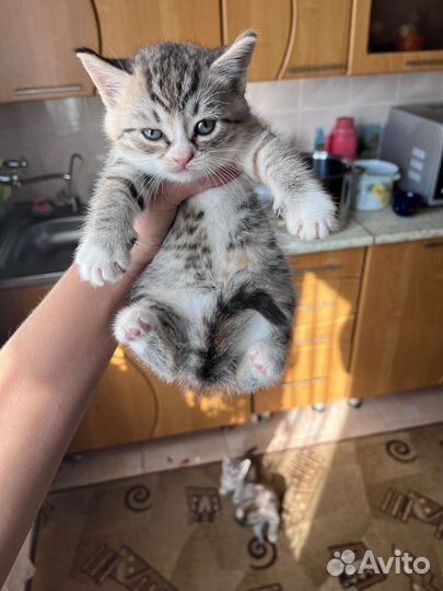 Котики в добрые руки