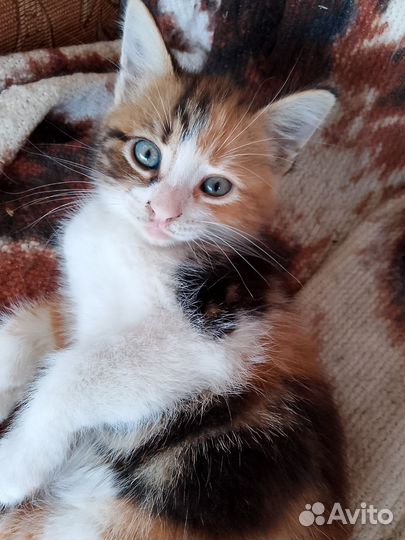 Кошечка в добрые руки