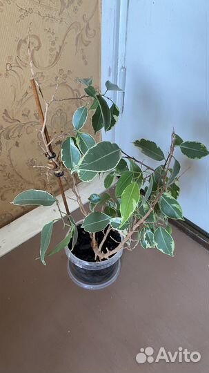 Комнатные растения