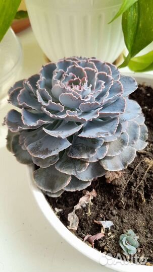 Сукулент. Эхеверия Каменный цветок