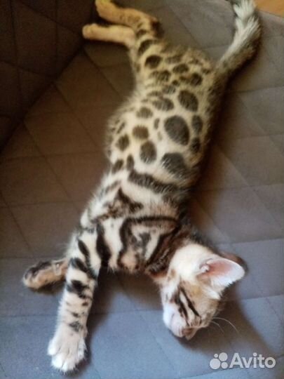 Бенгальская