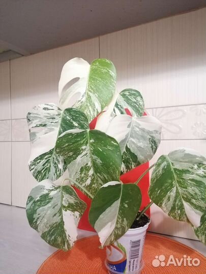 Монстера вариегатная верхушка