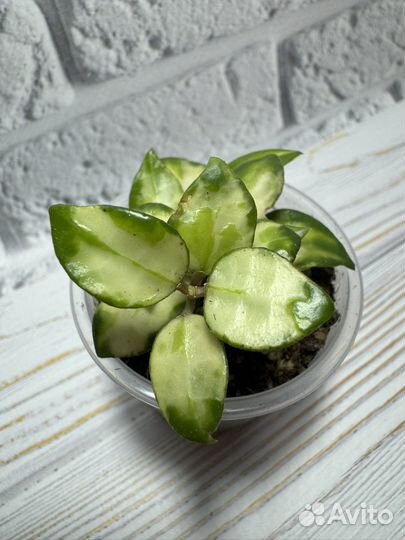 Хойя Lacunosa Bruno