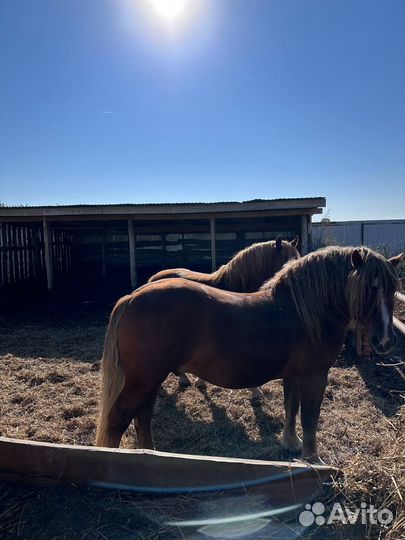 Русский тяжеловоз