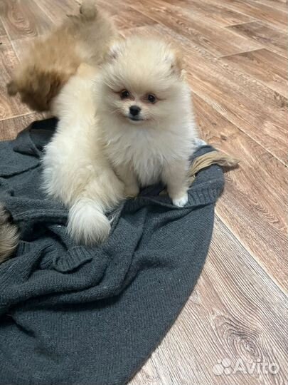 Шпиц девочка,мальчик