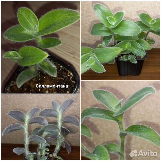 Суккуленты, крассулы, традесканции, колеусы