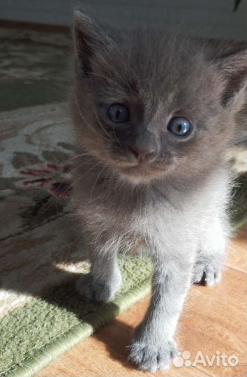 Котята пушистые в добрые руки