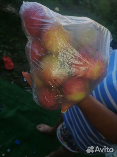 Яблоки домашние