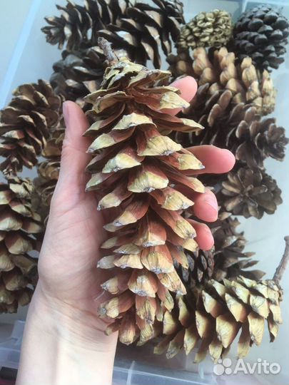 Шишки веймутовой сосны