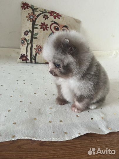 Девочка померанского шпица лиловый мрамор (мерле)