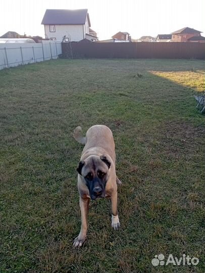 Гостиница для собак, передержка собак