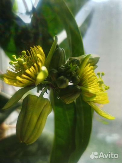 Пассифлора