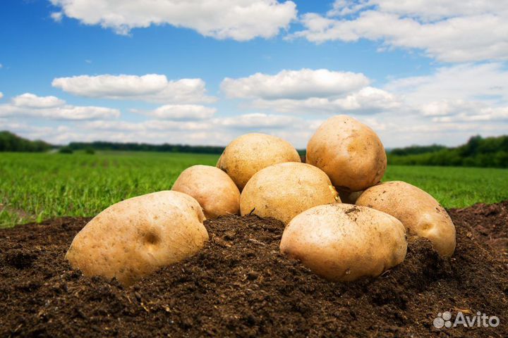 Чернозем, Торф, Плодородный грунт