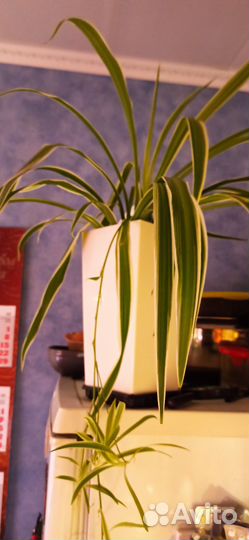 Хлорофитум