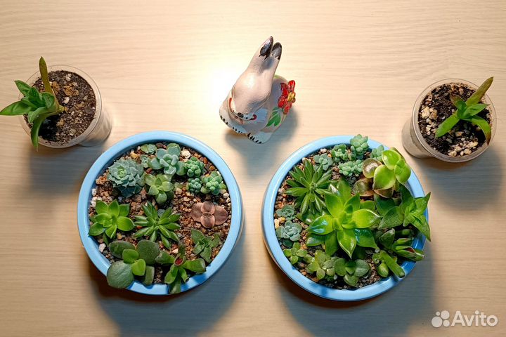 Садик из суккулентов, Флорариум