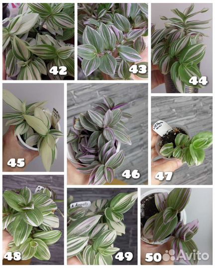 Традесканция 84 сорта