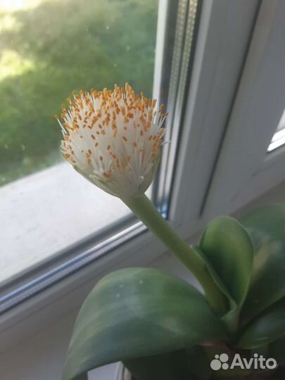 Гемантус. Тещин язык