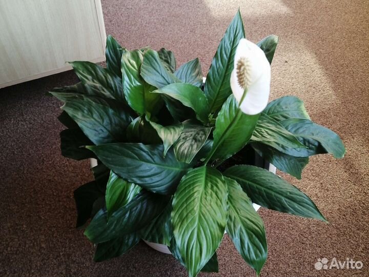 Спатифиллум