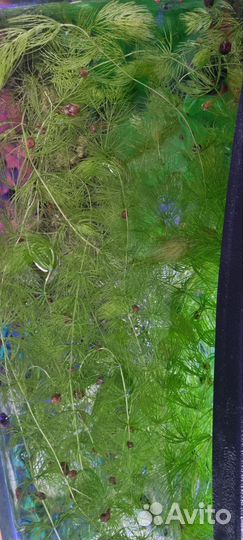 Роголистник в аквариум/трава