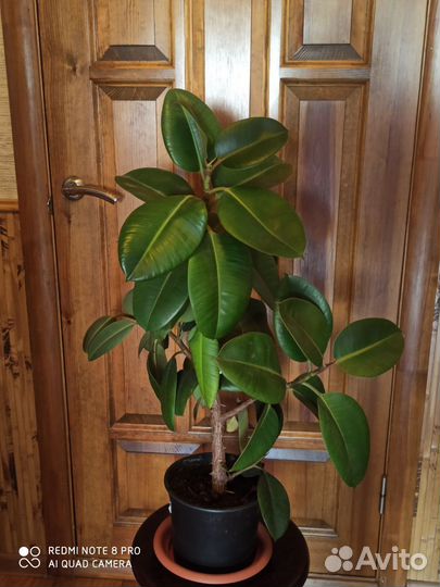 Фикус бенджамина большой