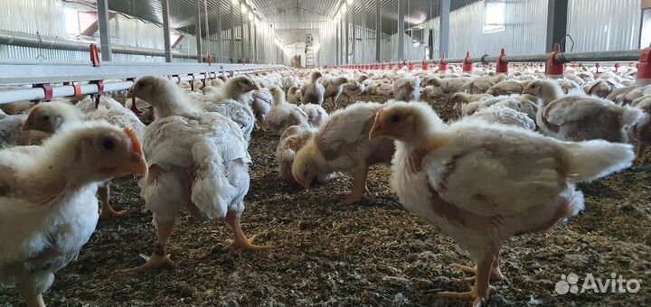 Кфх Хайруллин реализует цыплят бройлеров и корма
