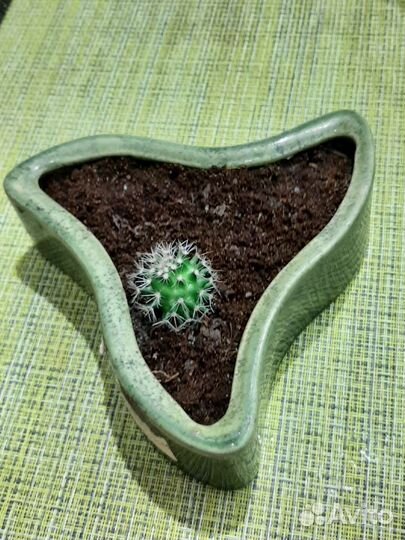 Цветы. отростки. Традесканция.Монстера. от