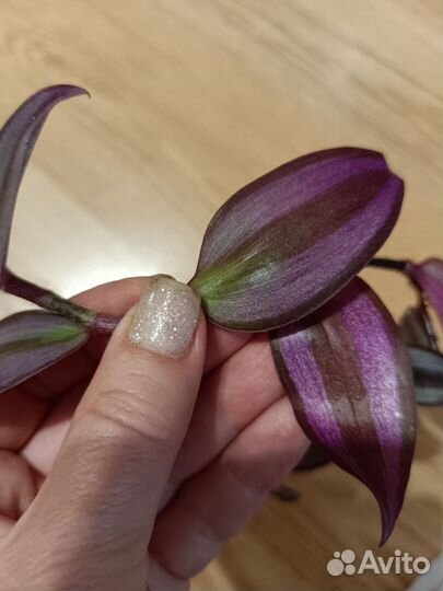 Эпипремнум, сциндапсус