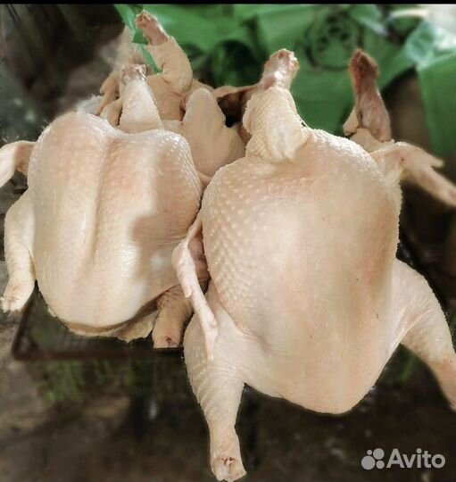 Мясо домашнего бройлера Халяль