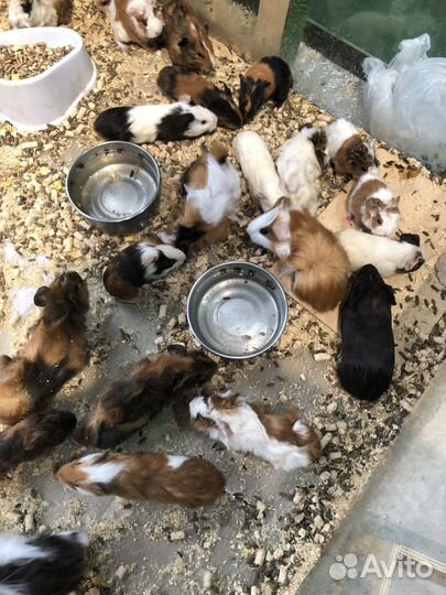 Морская свинка