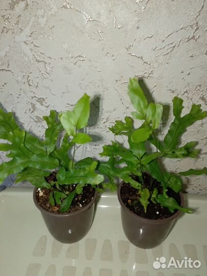 Папоротник полиподиум Фаллакс