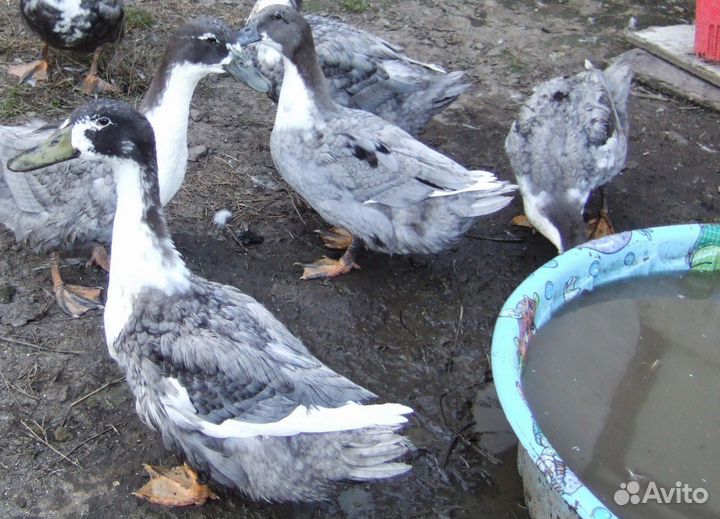 Продам мясо утки, курицы, индейки