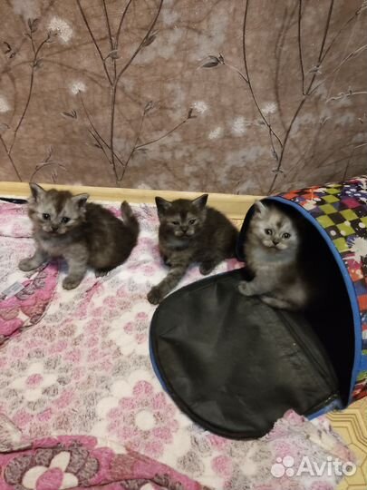 Котята в добрые руки бесплатно