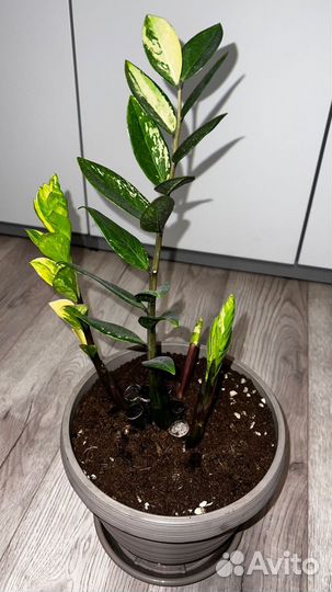 Замиокулькас вариегатный Шорт Лив