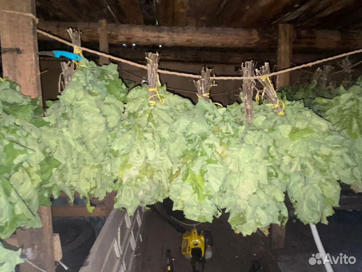 Веники для бани