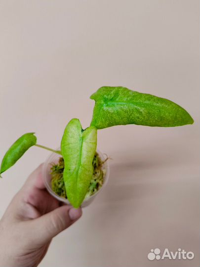 Алоказии редкие, детки 3