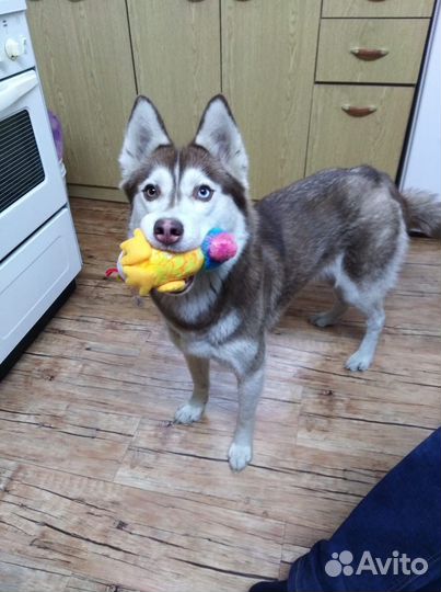 Хаски в добрые руки