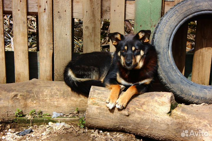 Две сестрички ищут дом