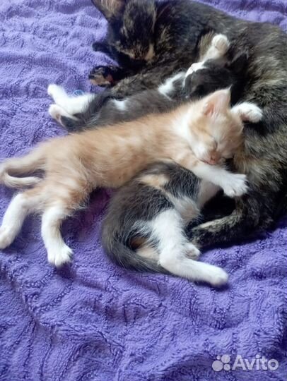 Котята в добрые руки