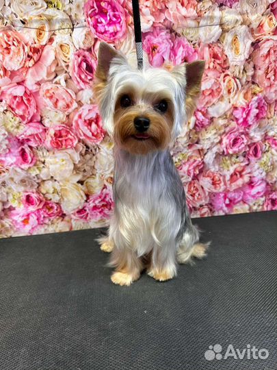 Йоркширский терьер вязка мальчик